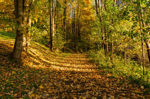 Szép őszi táj, sárga fa, zöld és nap. Színes lombú a parkban. Hulló levelek természetes háttér - Fotó, kép