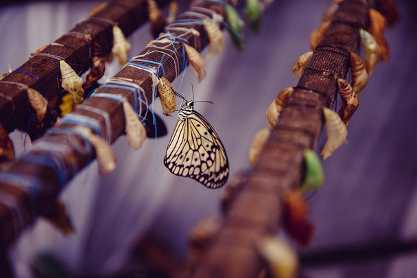 Concepto transformación Mariposa
 - Foto, imagen