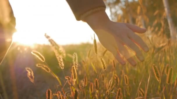 Samice zemědělce ruka se dotýká dotýká trávy, pšenice, kukuřice zemědělství na hřišti proti krásný západ slunce. Steadicam střela. Zemědělství, podzim koncept. Zpomalený pohyb - Záběry, video