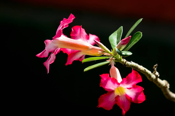 Nahaufnahme von zartrosa Wüstenrosenblüten - Foto, Bild
