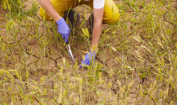 Κλείστε τα χέρια του επιστήμονα περιβαλλοντολόγος λήψη δειγμάτων χώματος στο πεδίο σιτάρι - Φωτογραφία, εικόνα