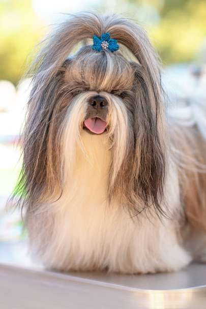 Close up full body portrait of a shih tzu, outdoors - Photo, Image