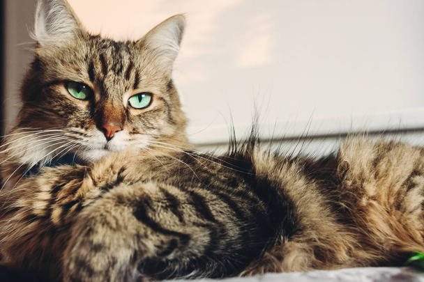 Beautiful tabby cat lying on bed and seriously looking with green eyes in sunny light. Fluffy Maine coon with funny emotions resting in white stylish room. Cat portrait - Foto, imagen