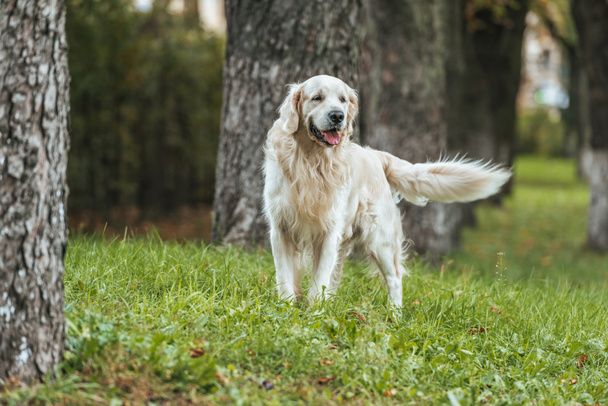 adorable playful golden retriever dog standing on grass in park - 写真・画像
