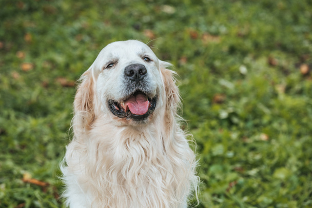 cute retriever dog showing tongue out and looking at camera while sitting on grass in park - Fotó, kép