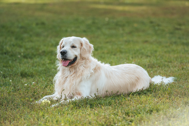 cute funny golden retriever dog lying with tongue out on grass in park  - 写真・画像