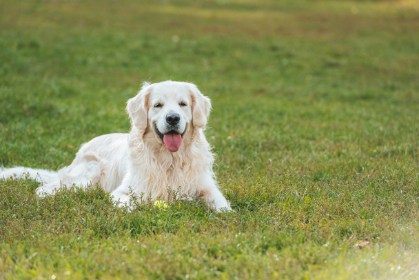 adorable golden retriever dog lying with tongue out on grass in park  - Photo, Image