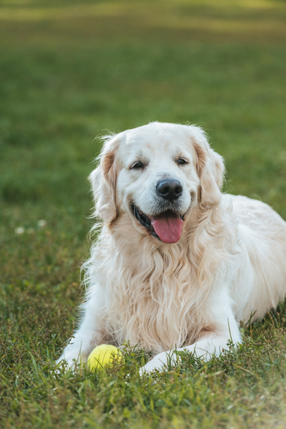 cute funny retriever dog lying with ball on grass - Photo, Image