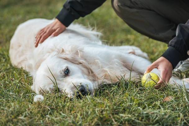 tiro recortado de mujer sosteniendo la pelota y jugando con el perro en el parque
 - Foto, imagen