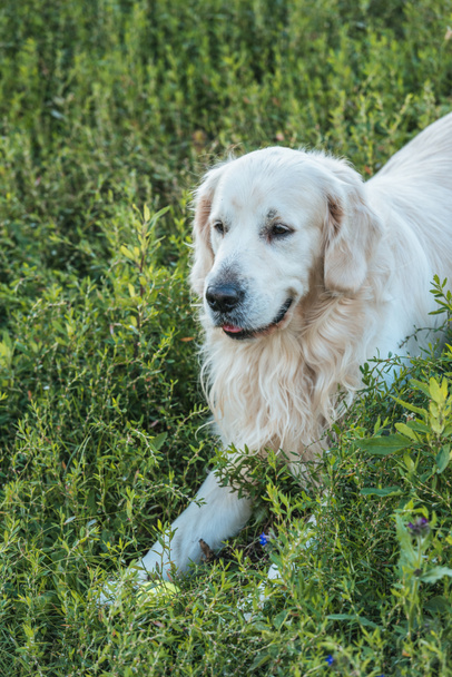 beautiful golden retriever dog lying on green grass in park - 写真・画像