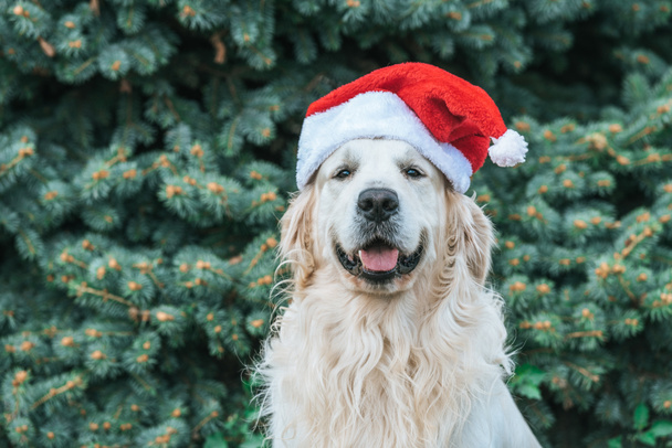 милий смішний собака в капелюсі Санта, що сидить біля ялинки в парку
  - Фото, зображення