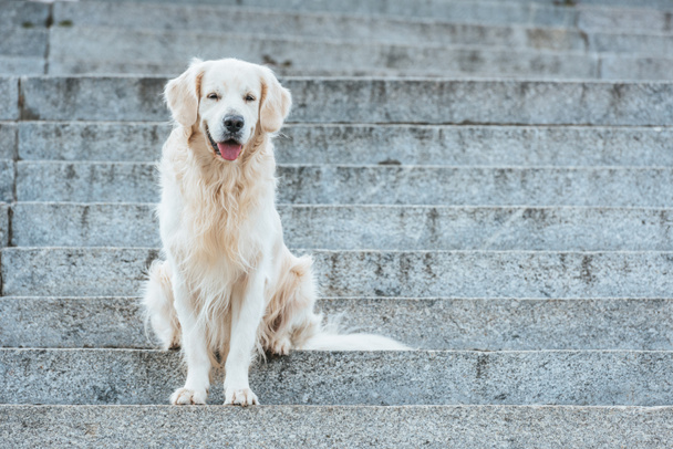 hermoso perro golden retriever con la lengua hacia fuera sentado en escaleras
 - Foto, imagen