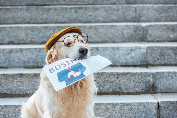 キャップとメガネ ビジネス新聞を保持・ レトリーバー犬 - 写真・画像