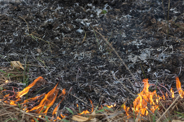 Waldbrand, Lauffeuer brennender Baum in roter und oranger Farbe am Nachmittag im Wald mit Rauch und Flammen. Umweltverschmutzung, Nordthailand. - Foto, Bild