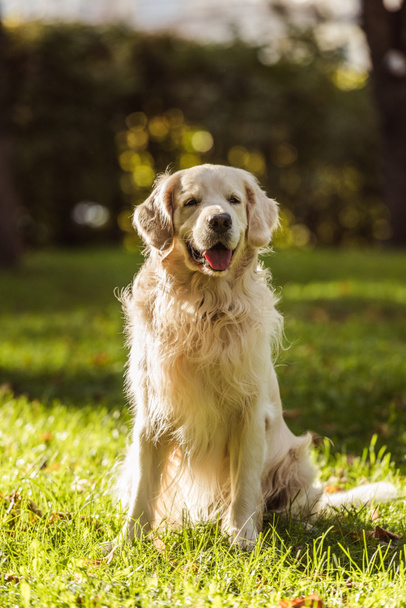adorable golden retriever dog with tongue out sitting on grass in park - 写真・画像