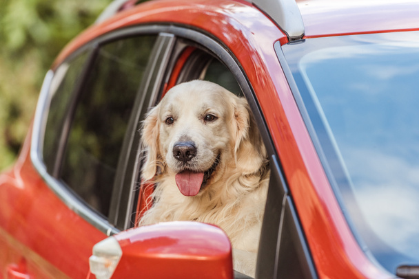 mooie golden retriever hond in rode auto zitten en kijken naar camera door raam - Foto, afbeelding