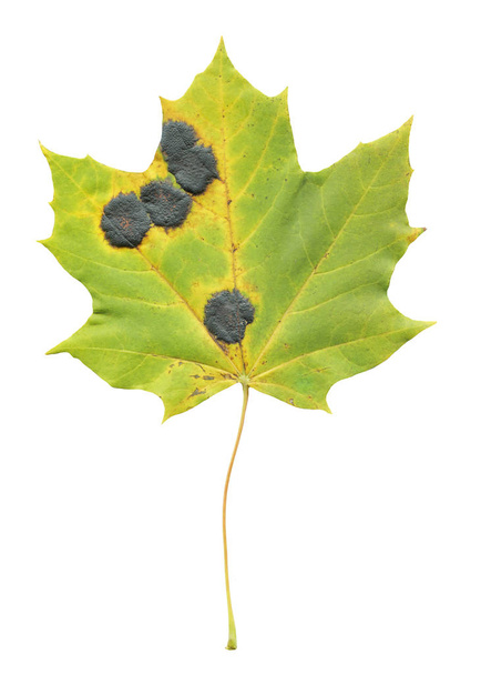 Autumn leaf of maple tree isolated on white. Autumn maple leaf infected with tar spot fungus. Rhytisma acerinum fungus on Acer  - Photo, Image