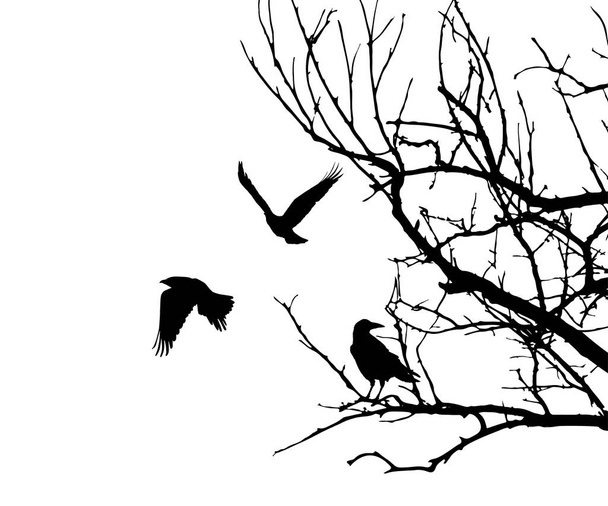 Realistische Illustration mit Silhouetten dreier Vögel - Krähen oder Raben, die ohne Blätter auf einem Ast sitzen und fliegen, isoliert auf weißem Hintergrund - Vektor - Vektor, Bild