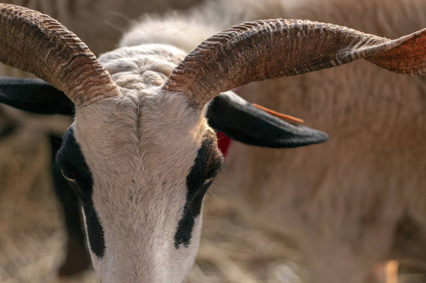 Zbliżenie koza czarno-białe na targach wiejskich. - Zdjęcie, obraz