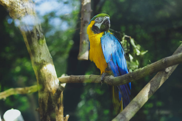 Macaw parrot bird blue yellow - Foto, Imagen