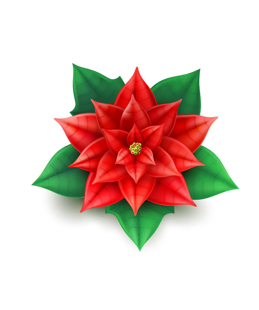 vector realistic poinsettia flower red star xmas - Vektor, Bild