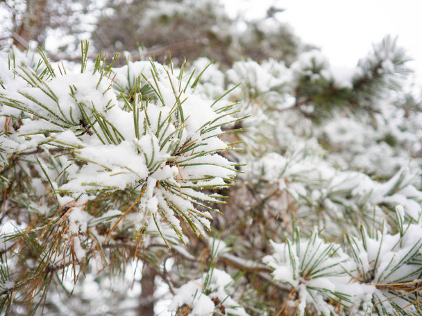 Spruce branches covered with snow, close up view - 写真・画像