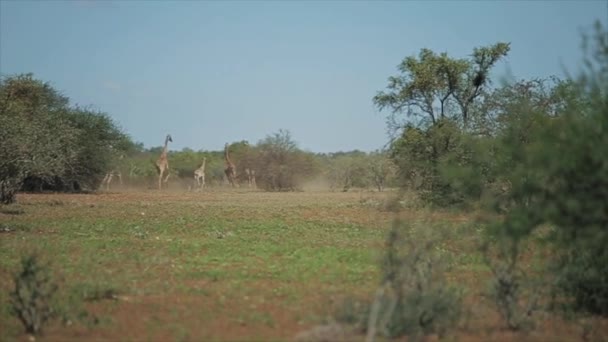 Een kudde van giraffen loopt achter elkaar over het veld op een zonnige dag in Afrika. Dieren in de wilde natuur. - Video