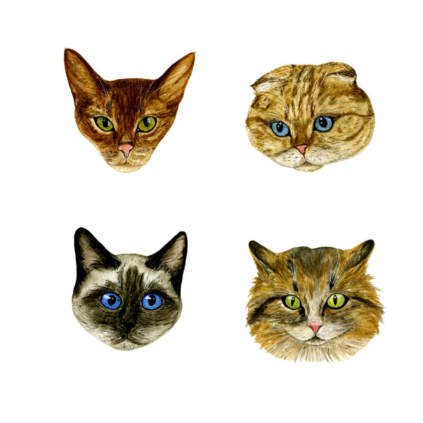 Set of muzzle cats on a white background. Watercolour. Hand drawn illustration. Design elements. Perfect for invitations, greeting cards, blogs, posters, prints on a white background.  - Photo, Image