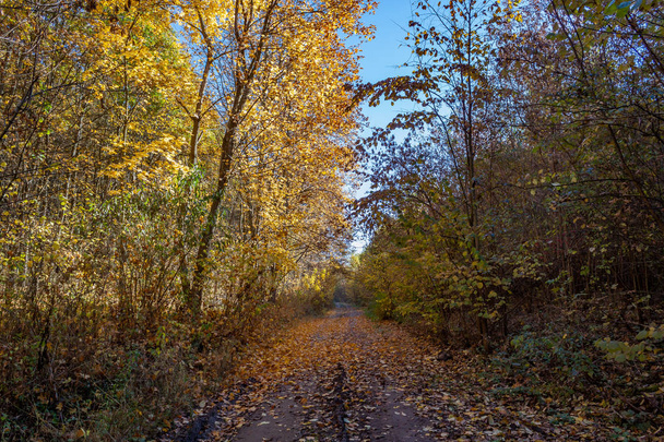 Gouden herfst in het bos - een mooie screensaver voor de gadget. - Foto, afbeelding