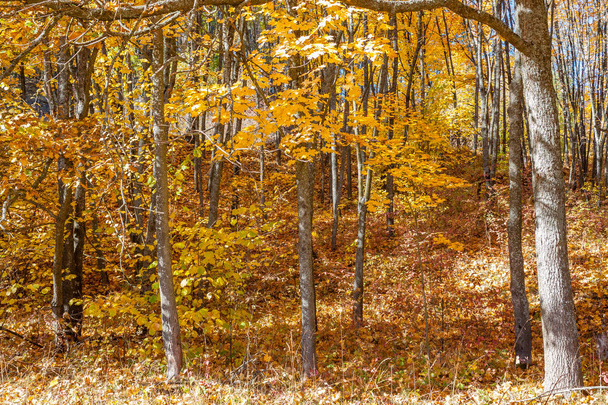 Goldener Herbst im Wald - ein schöner Bildschirmschoner für das Gadget. - Foto, Bild