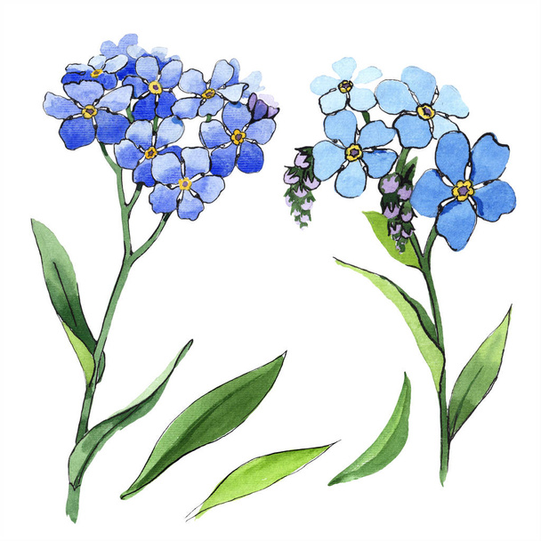 Watercolor blue forget-me-not flower. Floral botanical flower. Isolated illustration element. Aquarelle wildflower for background, texture, wrapper pattern, frame or border. - Photo, Image
