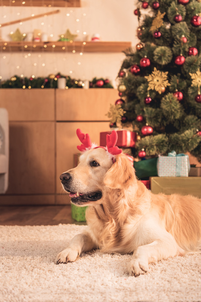 grappige golden retriever hond in herten hoorns liggen in de buurt van de kerstboom met cadeautjes - Foto, afbeelding