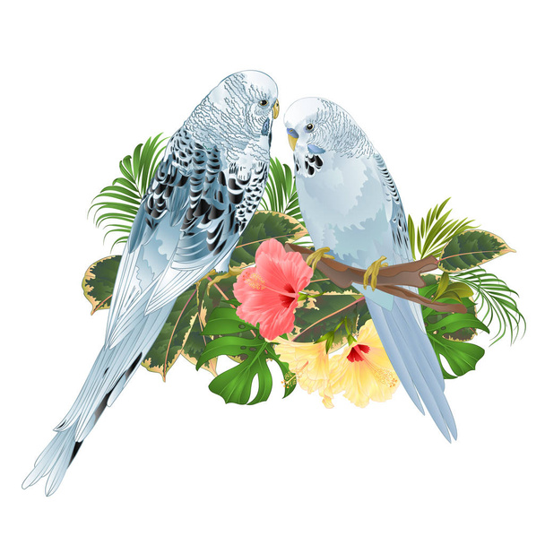 Ptaki zeberki, zwierząt, niebieski zwierzęta papugi na gałęzi bukiet z tropikalnych kwiatów hibiskusa, palm, Filodendron, na wyciągnięcie ręki można edytować białe tło vintage wektor ilustracja - Wektor, obraz