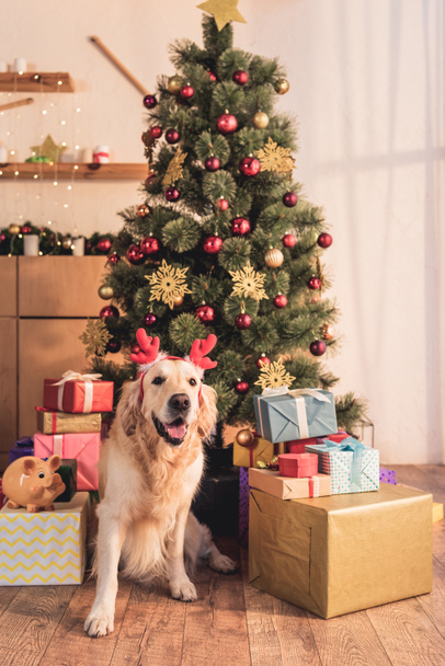 Golden retriever chien dans des cornes de cerf assis près de l'arbre de Noël avec des boîtes-cadeaux
 - Photo, image