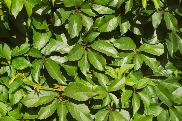 Sunlit leaves background - Foto, immagini