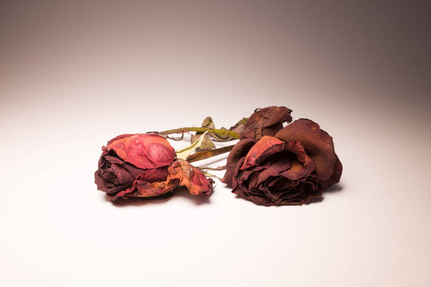 Close up view of dried rose flowers  - Zdjęcie, obraz