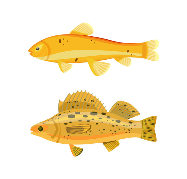 Yellow Fish Types Zebra Set Vector Illustration - Vettoriali, immagini