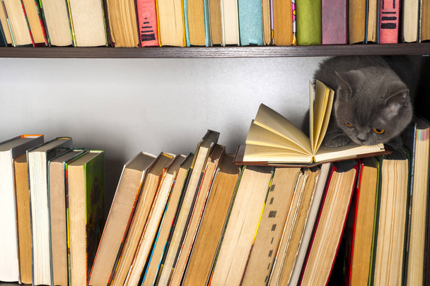 Cute l cat on shelf with books on light background. cat reading old book. - Photo, Image