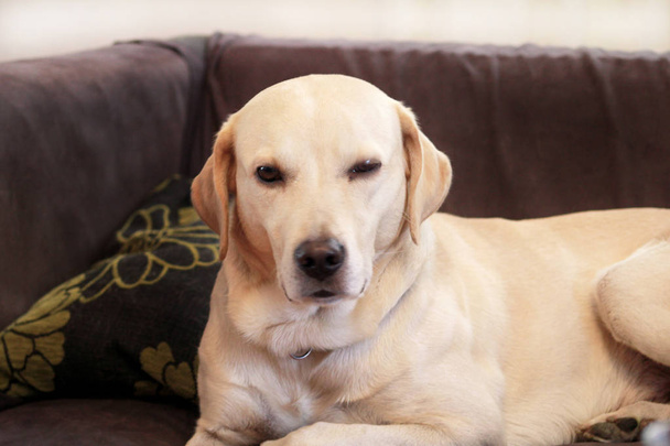 Hund ruht zu Hause. Der gelbe Labrador Retriever Hund liegt im Bett. ein schöner Hund genießt auf dem Bett, im Wohnzimmer. schöner Hund, netter Hund, hübsch, Haustier, Haustier, Wohnzimmer mit Haustieren. - Foto, Bild
