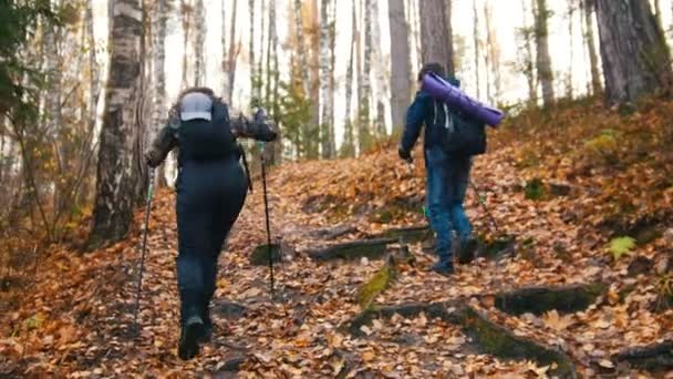 Νεαρή γυναίκα και αγόρι στις σκανδιναβικές με τα πόδια μέσα στο δάσος. Ανηφορίζοντας. - Πλάνα, βίντεο