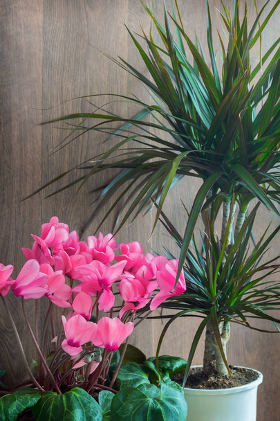 Potted flowers: blooming pink cyclamen and tropical plant dracaena. - Photo, Image