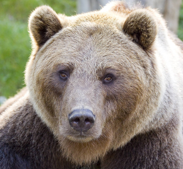 Καφέ αρκούδα, Ursus arctos. - Φωτογραφία, εικόνα
