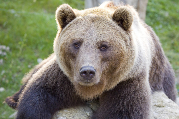 Brown bear, Ursus arctos. - Foto, immagini