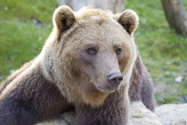 Brown bear, Ursus arctos. - Φωτογραφία, εικόνα