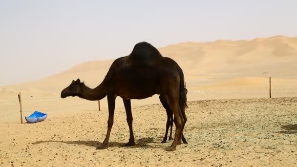 vyhlídku černé velbloudy pastvy v poušti během dne - Záběry, video