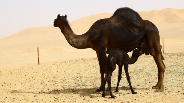 vyhlídku černé velbloudy pastvy v poušti během dne - Záběry, video
