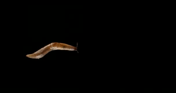 Traag bewegende slijmerige bruto Slug Alpha kanaal zwart scherm  - Video