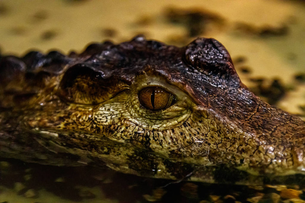 krakodil olhos de olhos lisos caiman close-up
 - Foto, Imagem