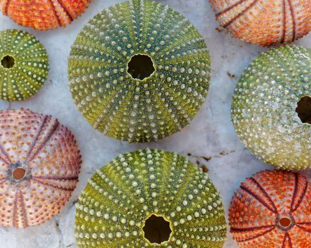 conchas de erizos de mar de colores sobre roca blanca
 - Foto, imagen