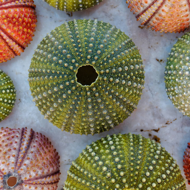 conchas de erizos de mar de colores sobre roca blanca
 - Foto, Imagen